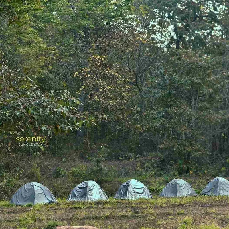 Tent at Serenity Jungle Stay